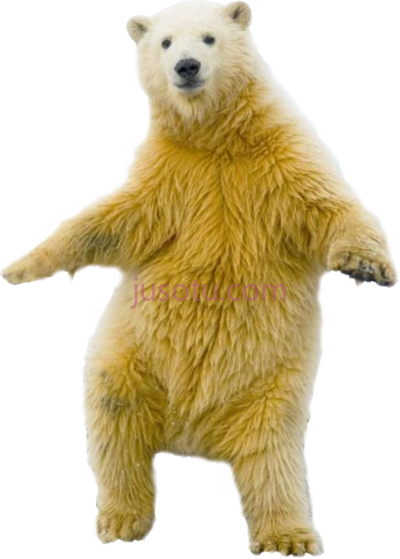北极熊,polar bear funny PNG