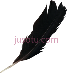 黑羽毛PNG