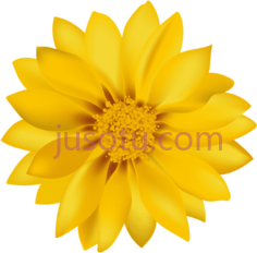 黄花,flower PNG