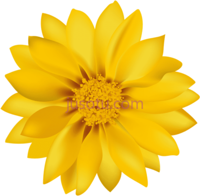 黄花,yellow PNG