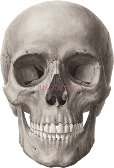头颅额骨,skull frontal bone PNG