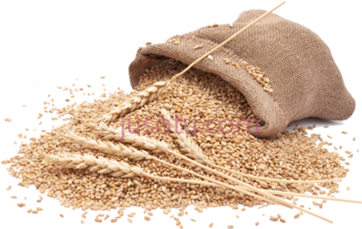 小麦,organic wheat whole flour PNG