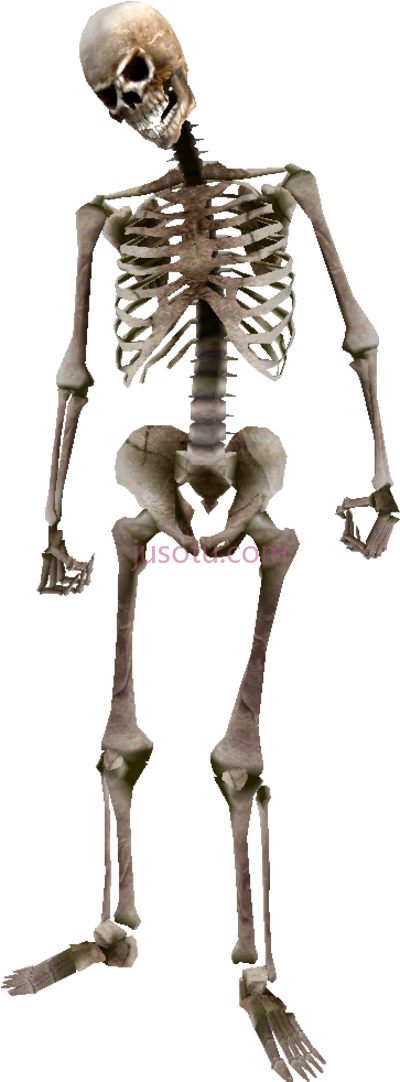 骷髅,beast oblivion skeleton PNG