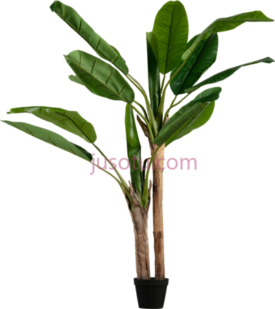 香蕉叶,banana leaf plant PNG