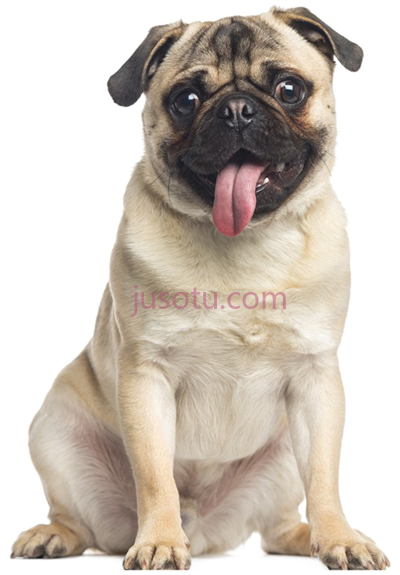 哈巴狗,pug panting dog PNG