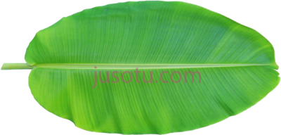 香蕉叶,leaf musa basjoo xd banana PNG