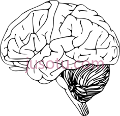 大脑PNG