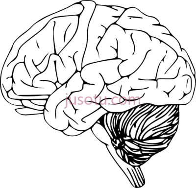 大脑,brain PNG