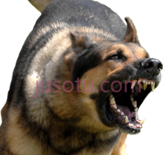 愤怒狗PNG