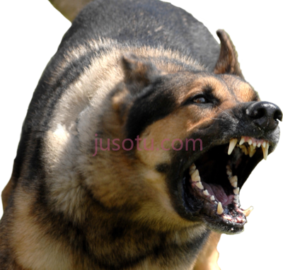 愤怒狗,angry dog PNG