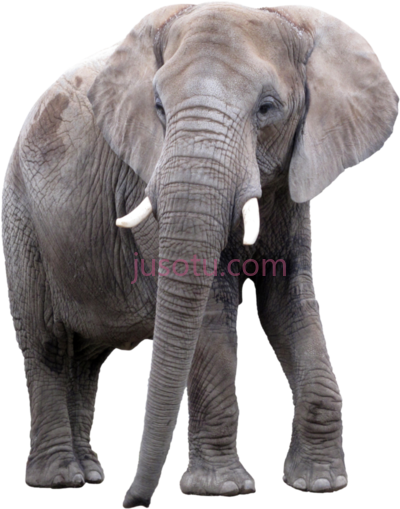 大象,elephant PNG