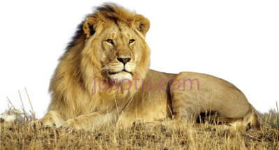 狮子,lion PNG