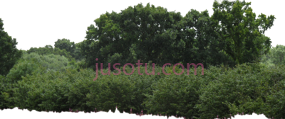灌木丛,bushes PNG