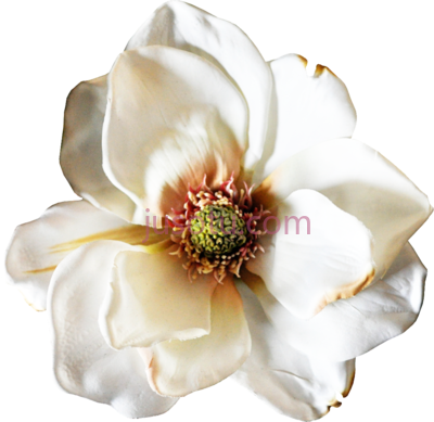 白花,handpainted realistic white PNG