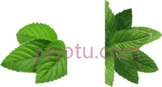 薄荷叶PNG