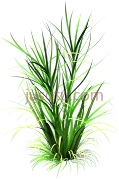 草植物,植被,草木PNG