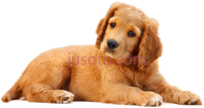 狗,dog PNG