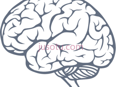 大脑,brain PNG