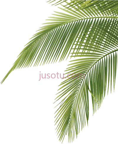 棕榈叶,palm leaves PNG
