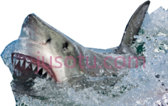 鲨鱼PNG