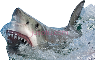 鲨鱼,shark PNG