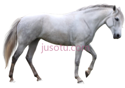 白马,horse white PNG