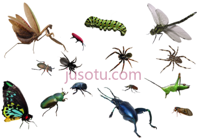 虫子,bug insect PNG