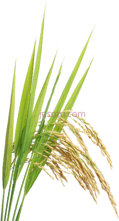 水稻,rice plant PNG