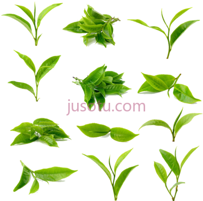 青茶,tea green matcha black category PNG