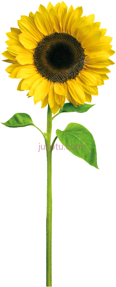 带茎太阳花,suns crown stem PNG