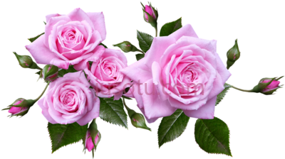 蔷薇花,rose arrangement plant PNG