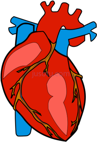 人体解剖心脏,human body anatomy organ PNG