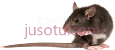 老鼠PNG