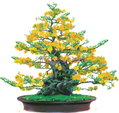 树盆栽,hoa mai ochna tree PNG