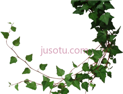 常春藤,drawn ivy jungle vines PNG