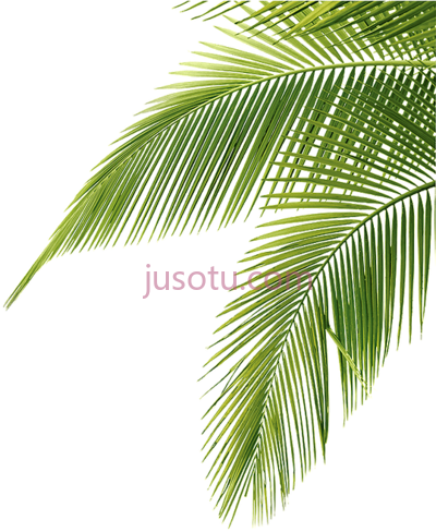 棕榈叶,palm leaves PNG