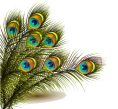 孔雀毛, PNG