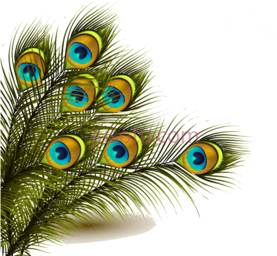 孔雀毛,peafowl feather PNG