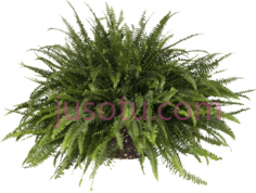 剑蕨,植物,植被,草木 PNG
