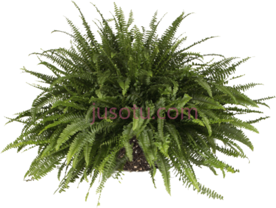 剑蕨,sword fern balcony plants PNG