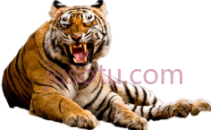 老虎PNG