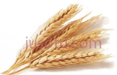 小麦PNG