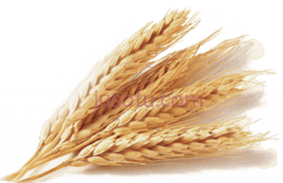 小麦,wheat PNG