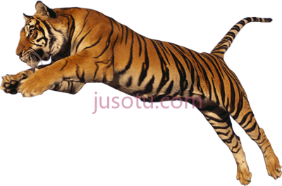 老虎,tiger PNG