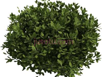 灌木,bush PNG
