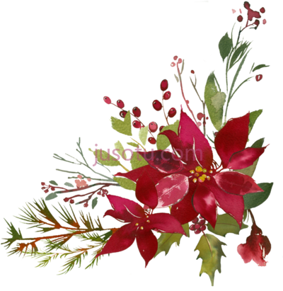 水彩红花,poinsettia flourishes watercolor flower PNG