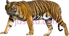 苏门答腊虎PNG