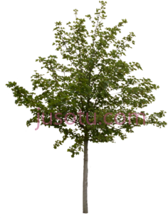 树,植物,植被,草木 PNG