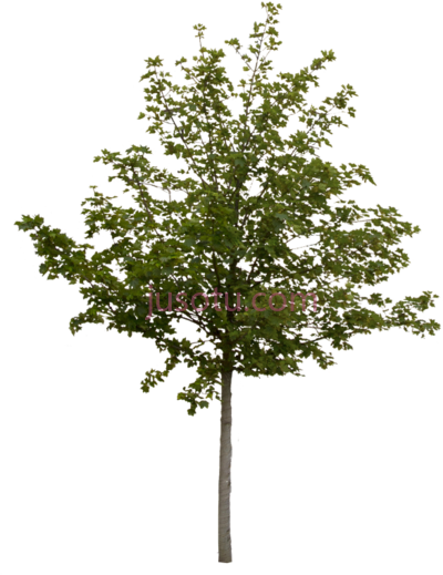 树,tree cut out PNG