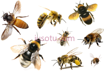 蜜蜂,bees PNG